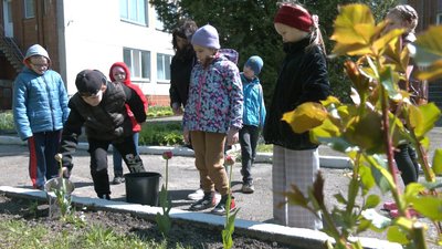 Тюльпани, нарциси та фіалки: на території черкаської школи зацвіли квіти з Нідерландів Тюльпани, нарциси та фіалки: на території черкаської школи зацвіли квіти з Нідерландів