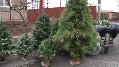 В Ужгороді визначили місця продажу новорічних ялинок