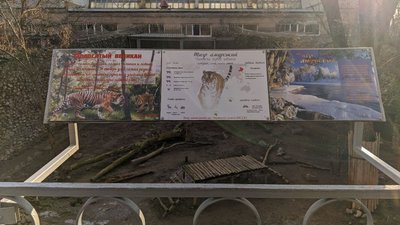 Символ року: як живуть тигри Миколаївського зоопарку Символ року: як живуть тигри Миколаївського зоопарку