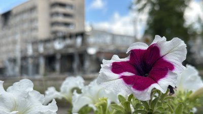 Петунії у Краматорську