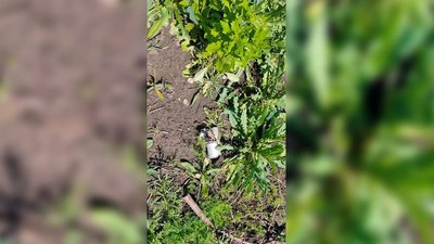 Боєприпаси та рештки ракет. На Дніпропетровщині знешкодили вибухонебезпечні предмети Боєприпаси та рештки ракет. На Дніпропетровщині знешкодили вибухонебезпечні предмети