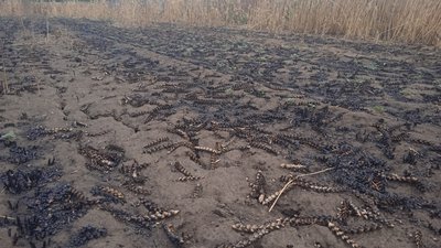 Поля у вогні. Експерти розповіли, як впливає війна на родючість українських земель