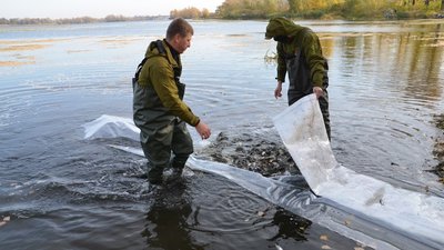 Короп, товстолобик та білий амур: на Дніпропетровщині триває сезон зариблення