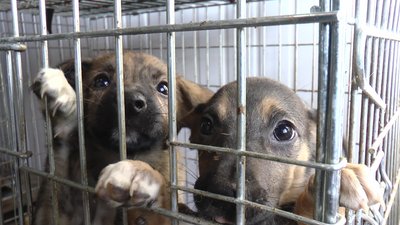 Ситуація критична. У Калуші збільшиться кількість безпритульних собак Ситуація критична. У Калуші збільшиться кількість безпритульних собак