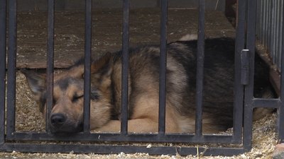 У Житомирі облаштували п'ять нових вольєрів для собак, яких забрали з вулиці