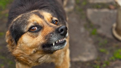 Сказ в Чернігівській області: зросла кількість звернень до лікарів після укусів тварин