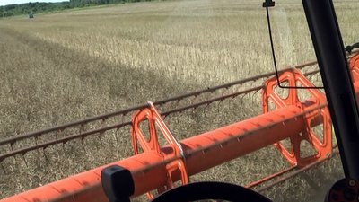 Обмолот пшениці Обмолот пшениці