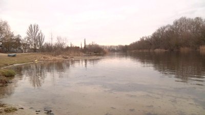 У плавнях Херсонщини загинули лебеді. Комісія з'ясовує причини