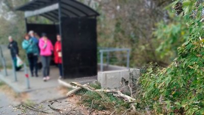 Дерево впало на хлопчика в Полтаві Дерево впало на хлопчика в Полтаві