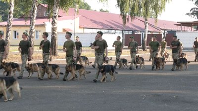 Підготовка до параду: У Львові відбуваються тренування службових собак Підготовка до параду: У Львові відбуваються тренування службових собак