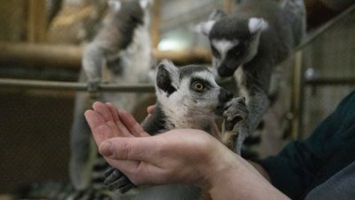 Вікінг, Луна, Варта, Байрактар. Скільки за минулий рік народилося нових мешканців у Київському зоопарку Вікінг, Луна, Варта, Байрактар. Скільки за минулий рік народилося нових мешканців у Київському зоопарку