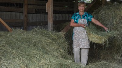 Сіномотання Сіномотання