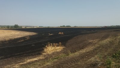 На Харківщині згоріли понад 20 га пшениці. Підозрюють підпал