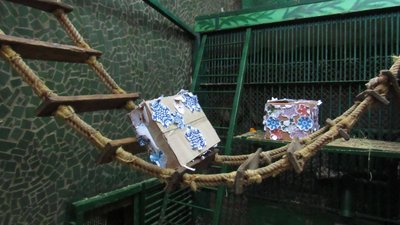 У Миколаївському зоопарку свій день народження святкує шимпанзе Аліті У Миколаївському зоопарку свій день народження святкує шимпанзе Аліті