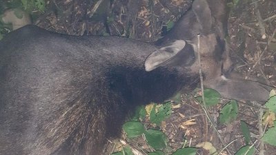 На Чернігівщині вбили червонокнижного лося На Чернігівщині вбили червонокнижного лося