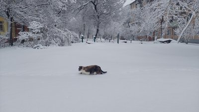 Кішка гуляє по свіжому снігу у Харкові, 12 грудня 2023 року Кішка гуляє по свіжому снігу у Харкові, 12 грудня 2023 року