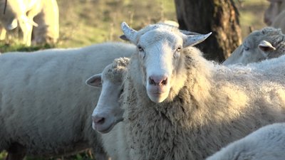 "Лабораторія українського вівчарства". На Івано-Франківщині вивели нові породи овець