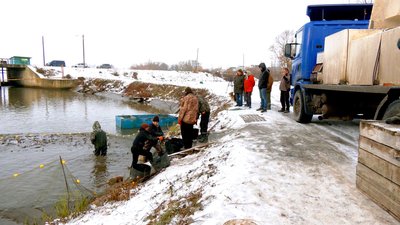 Ставок у селі Токарівка Жмеринського району на Вінниччині/Суспільне Вінниця Ставок у селі Токарівка Жмеринського району на Вінниччині/Суспільне Вінниця