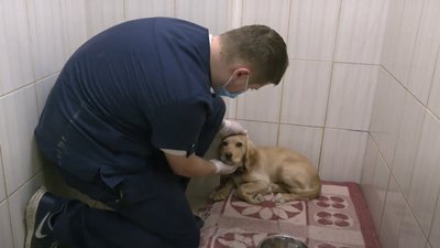 Одужав, виріс і знайшов друзів: чому побитого спанієля з Харкова поки не віддають з притулку Одужав, виріс і знайшов друзів: чому побитого спанієля з Харкова поки не віддають з притулку