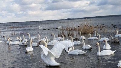 Лебедина зимівля: водойма на межі Рівненської і Хмельницької областей щороку збирає птахів-мігрантів Лебедина зимівля: водойма на межі Рівненської і Хмельницької областей щороку збирає птахів-мігрантів