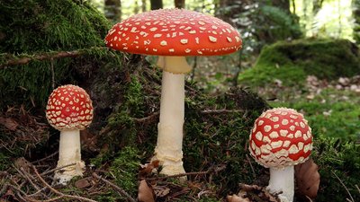 Чи можна отруїтися їстівними грибами, розповіли черкаські екологи Чи можна отруїтися їстівними грибами, розповіли черкаські екологи