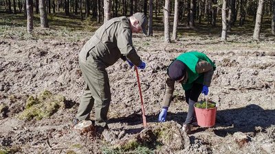 Понад сім мільйонів сіянців висадили у волинських лісгоспах Понад сім мільйонів сіянців висадили у волинських лісгоспах