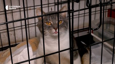 Як допомогти котам в Одесі