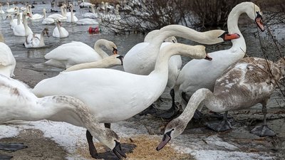 Лебедина зимівля: водойма на межі Рівненської і Хмельницької областей щороку збирає птахів-мігрантів Лебедина зимівля: водойма на межі Рівненської і Хмельницької областей щороку збирає птахів-мігрантів