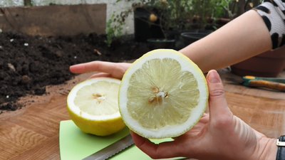 Подружжя з Тернопільщини вирощує екзотичні фрукти