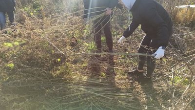 Поліцейські Дніпропетровщини вилучили 150 кущів конопель у жителя Новомосковського району