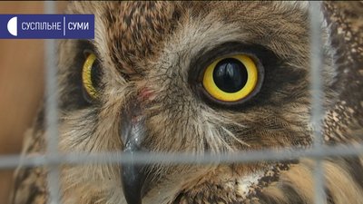 Сумські медики врятували совеня зі зламаним крилом Сумські медики врятували совеня зі зламаним крилом
