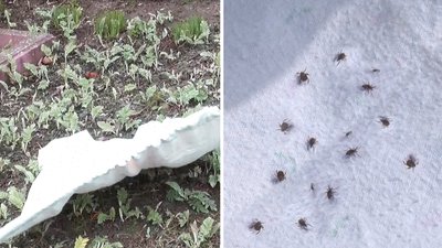 У сімох кліщів, зібраних на кладовищі у Кропивницькому, виявили збудники хвороби Лайма