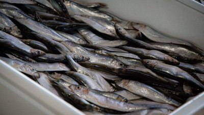 Тюльки, бачу, нема? Як купують рибу на одеському "Привозі" в умовах дефіциту. ФОТОРЕПОРТАЖ Тюльки, бачу, нема? Як купують рибу на одеському "Привозі" в умовах дефіциту. ФОТОРЕПОРТАЖ
