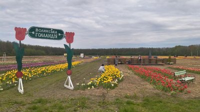 35 км від Луцька: на Волині стартував фестиваль тюльпанів "Волинська Голландія" 35 км від Луцька: на Волині стартував фестиваль тюльпанів "Волинська Голландія"