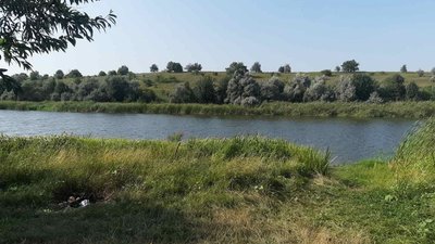 В Олександрійському районі невідомі постріляли лебедів В Олександрійському районі невідомі постріляли лебедів