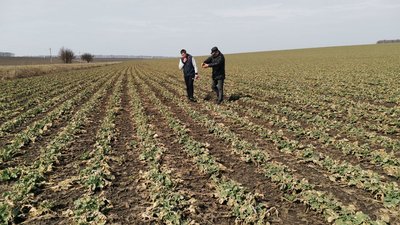 Цикадки, попелиці та хлібні блішки: на Полтавщині посіви озимих обстежують на наявність шкідників Цикадки, попелиці та хлібні блішки: на Полтавщині посіви озимих обстежують на наявність шкідників