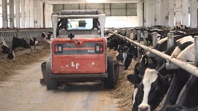Черкаські фермерські господарства через війну не можуть продати "живий товар" Черкаські фермерські господарства через війну не можуть продати "живий товар"