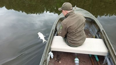 На Житомирському водосховищі зафіксували загибель риби На Житомирському водосховищі зафіксували загибель риби