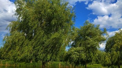 Погода, вітер, літо