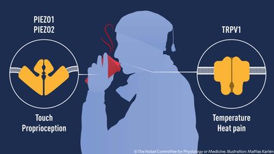 Нобелівську премію в галузі фізіології та медицини отримали науковці зі США Нобелівську премію в галузі фізіології та медицини отримали науковці зі США