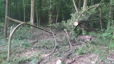 Понад 1200 незаконно вирубаних дерев виявили на Вінниччині Понад 1200 незаконно вирубаних дерев виявили на Вінниччині