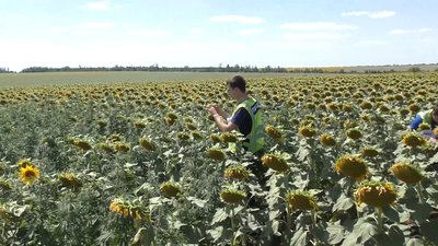 25 тисяч кущів коноплі вилучили правоохоронці на Миколаївщині