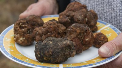 Кілограм — 30 тисяч гривень. У Чернівецькій області чоловік вирощує білі та чорні трюфелі Кілограм — 30 тисяч гривень. У Чернівецькій області чоловік вирощує білі та чорні трюфелі