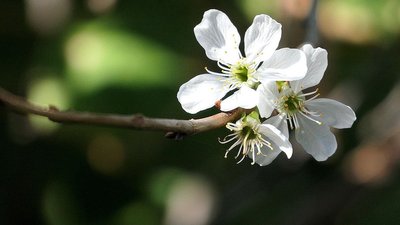 "У нас квітне груша": у Глухові на Сумщині зацвіли каштани та фруктові дерева