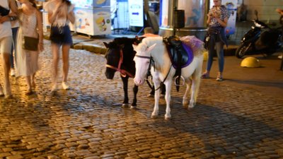 Фото з мавпою та прогулянка на поні: чому досі існує бізнес на тваринах