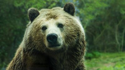 Врятував свисток. У Карпатах спортсмен зустрівся з ведмедем Врятував свисток. У Карпатах спортсмен зустрівся з ведмедем