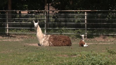 Поповнення у Подільському зоопарку Вінниці: у лами народилося дитинча Поповнення у Подільському зоопарку Вінниці: у лами народилося дитинча