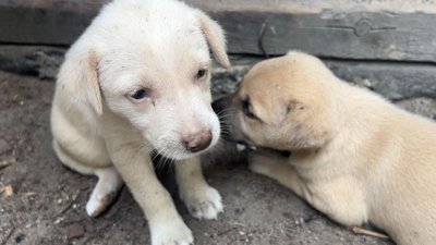Готують суп під обстрілами і рятують цуценят: черкаський боєць про побут на фронті