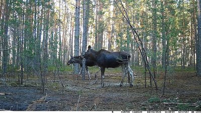У лісах Житомирщини цієї весни лісівники встановили майже сотню фотопасток У лісах Житомирщини цієї весни лісівники встановили майже сотню фотопасток