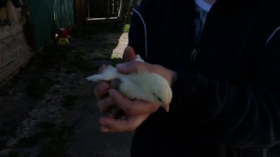 Бройлер Бройлер